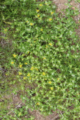 Eriophyllum multicaule