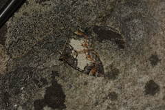 Dysstroma latefasciata