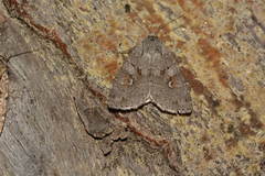 Xestia alpicola