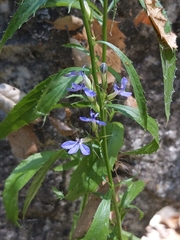 Palmerella debilis serrata