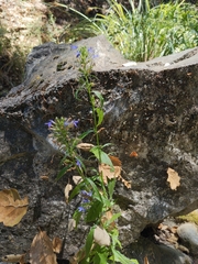 Palmerella debilis serrata