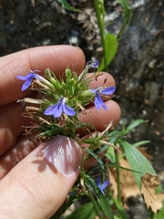 Palmerella debilis serrata