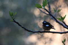 Phoenicurus moussieri