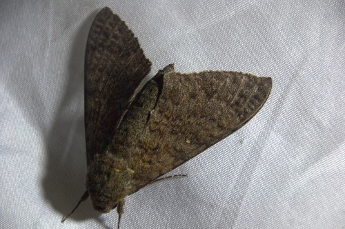 Muscosa Sphinx