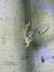 Ephemera varia