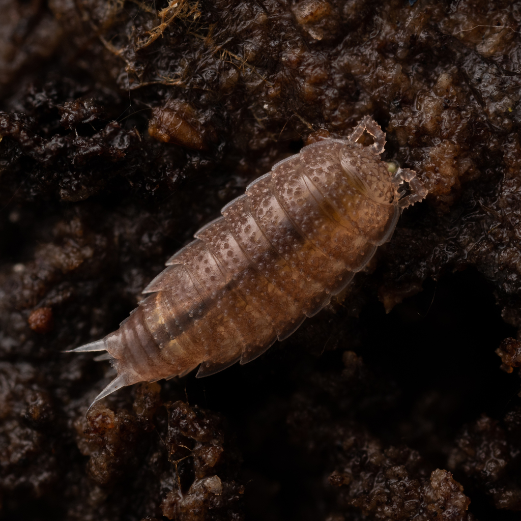 Styloniscus commensalis