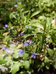 Palmerella debilis serrata