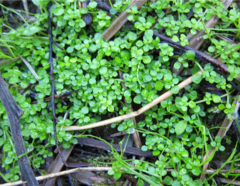 Callitriche muelleri