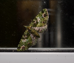 Pasiphila bilineolata