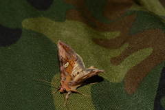 Autographa excelsa