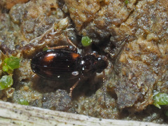 Elaphropus quadrisignatus