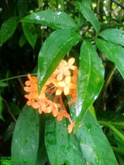 Ixora javanica