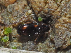 Elaphropus quadrisignatus