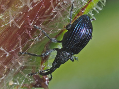 Ceratapion gibbirostre