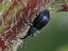 Ceratapion gibbirostre