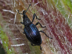 Ceratapion gibbirostre