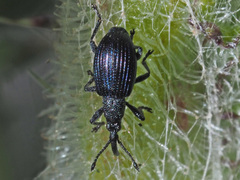 Ceratapion gibbirostre