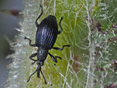 Ceratapion gibbirostre