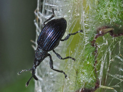 Ceratapion gibbirostre