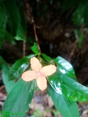 Ixora javanica