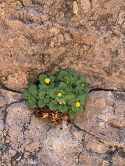 Perityle cernua