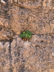 Perityle cernua