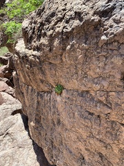 Perityle cernua
