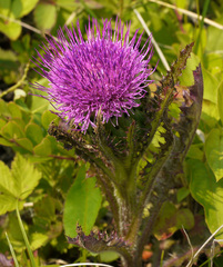 Cirsium drummondii