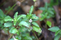 Dyschoriste quadrangularis