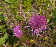 Cirsium drummondii