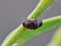 Brachypterolus