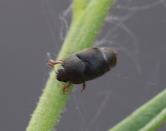 Brachypterolus