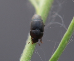Brachypterolus