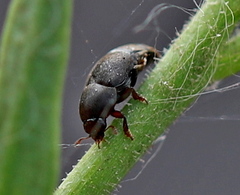 Brachypterolus