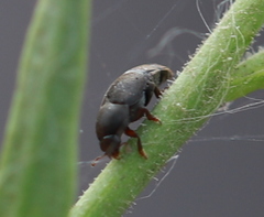 Brachypterolus