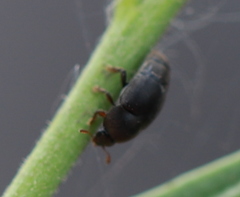 Brachypterolus