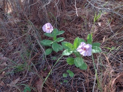 Lycianthes moziniana