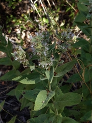 Pycnanthemum californicum