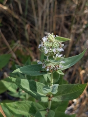 Pycnanthemum californicum