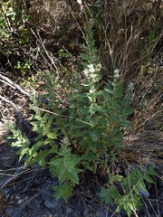 Pycnanthemum californicum