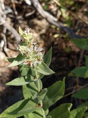 Pycnanthemum californicum