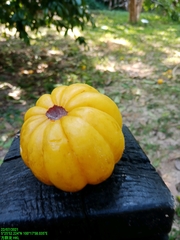 Garcinia xanthochymus