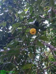 Garcinia xanthochymus