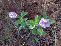 Lycianthes moziniana