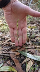 Pterostylis flavovirens