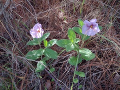 Lycianthes moziniana