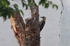 Melanerpes uropygialis