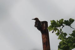 Melanerpes uropygialis