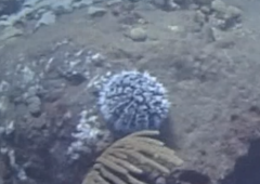 Tripneustes ventricosus