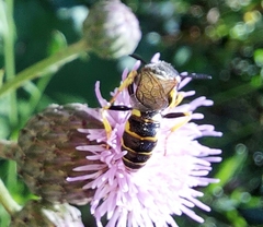 Philanthus triangulum